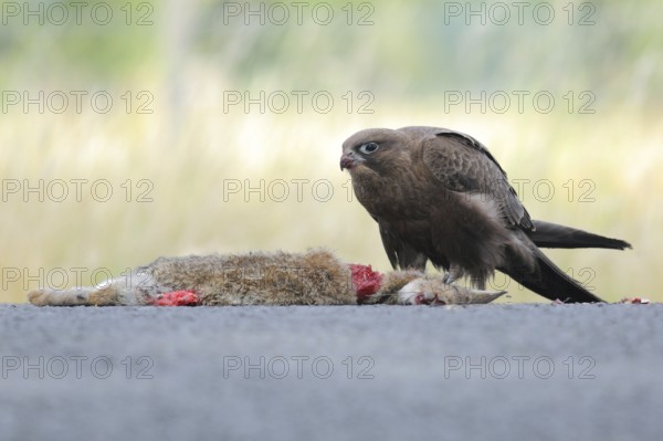 Black Falcon (Falco subniger), Victoria, Australia