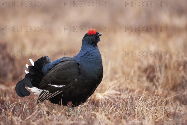 Black Grouse (Lyrurus tetrix) male, Sweden
