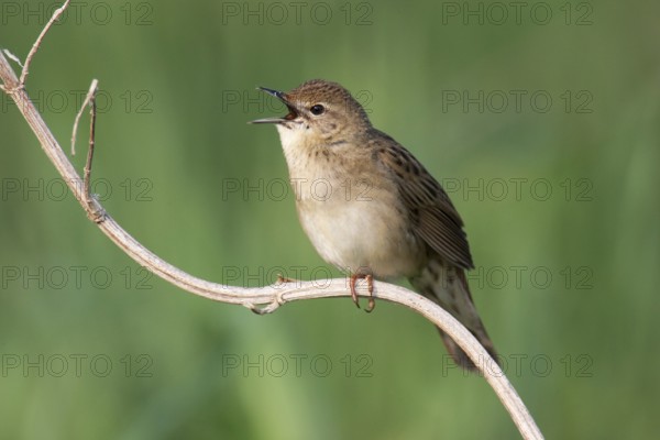 Common Grasshopper Warbler (Locustella naevia) singing, Brandenburg, Germany