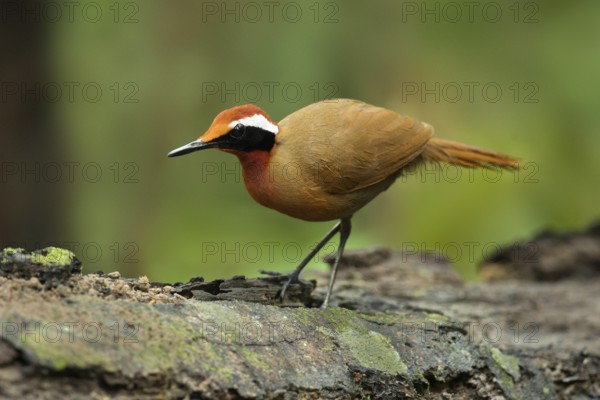 Rail-babbler (Eupetes macrocerus), Pahang, Malaysia