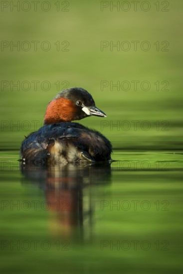 Little Grebe (Tachybaptus ruficollis), Hesse, Germany