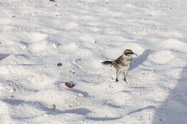 Galápagos mockingbird (Mimus parvulus, syn.: Nesomimus parvulus), Galapagos, Ecuador