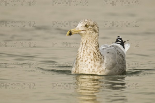 American Herring Gull (Larus smithsonianus), New Jersey, USA