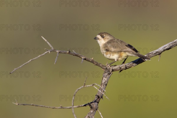 Southern Whiteface (Aphelocephala leucopsis), New South Wales, Australia