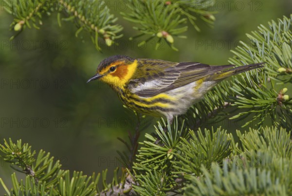 Cape May Warbler (Setophaga tigrina) male, Michigan, USA