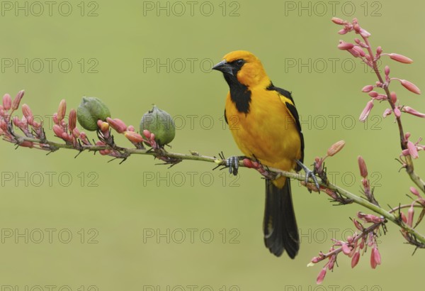 Altamira Oriole (Icterus gularis), Texas, USA