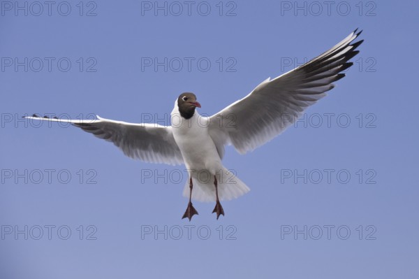 Black-headed Gull (Chroicocephalus ridibundus) flying, Texel, Netherlands