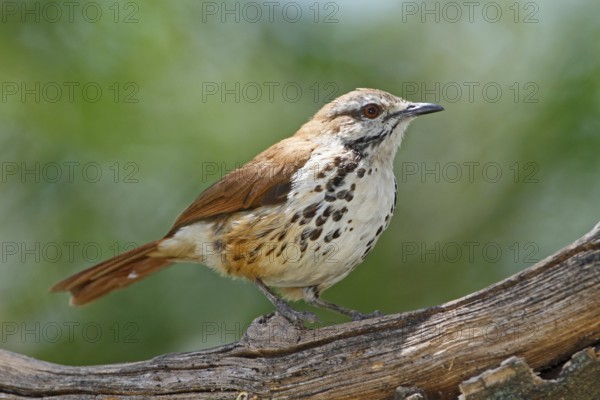 Spotted Palm Thrush (Cichladusa guttata), Lake Baringo, Kenya