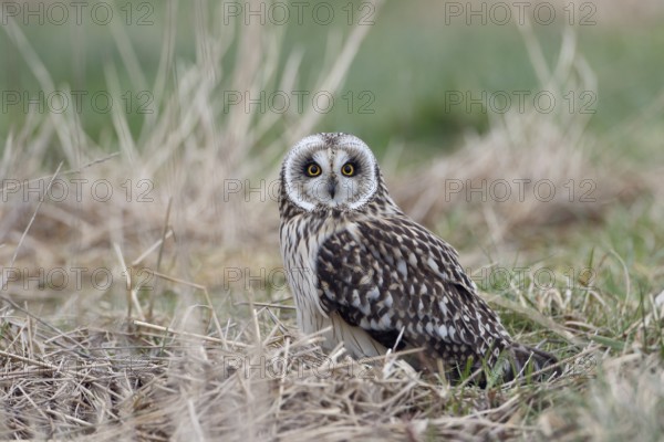 Sumpfohreule, lat. Asio flammeus, am Boden in einer Wiese sitzend