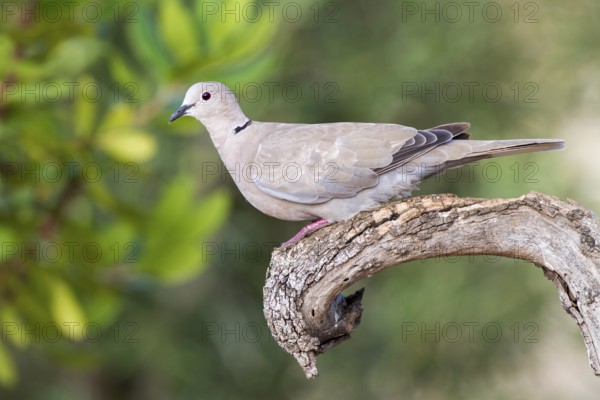 Eurasian Collared Dove (Streptopelia decaocto), Alicante, Spain