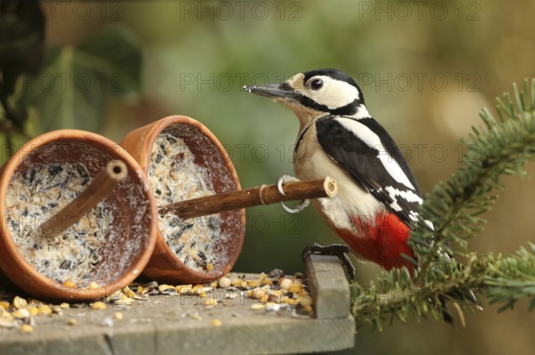 Great Spotted Woodpecker (Dendrocopos major) female, Lower Saxony, Germany