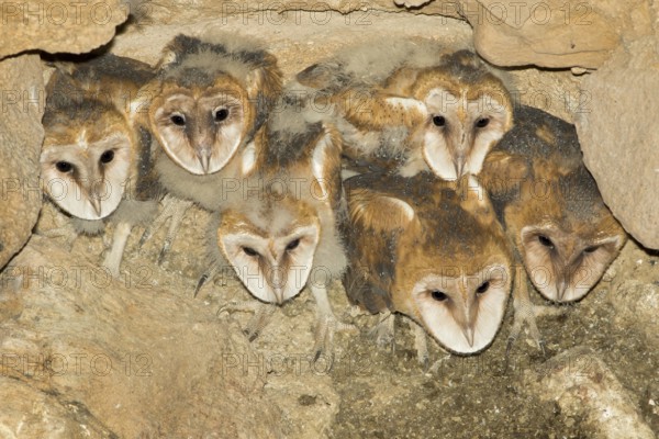 Barn Owl Tyto alba Tucson, Pima County, Arizona, United States 15 May 2017 Immatures on nest in abandoned mine shaft. Tytonidae
