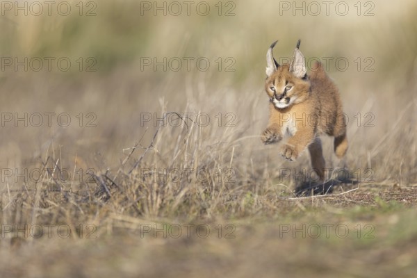Caracal (Caracal caracal) cub running and jumping, Castile-La Mancha, Spain