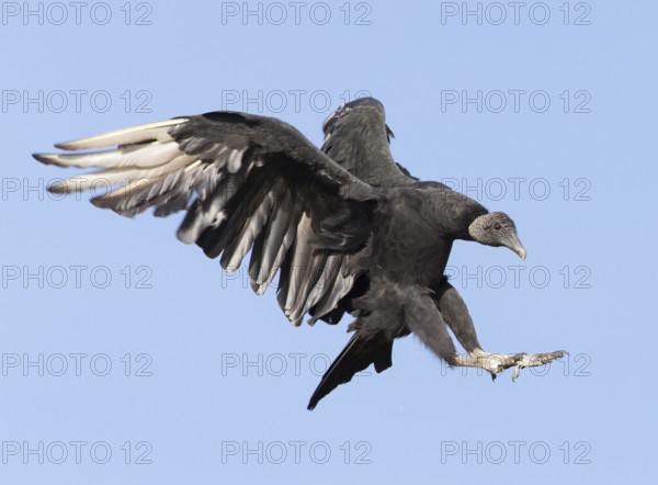 Black Vulture (Coragyps atratus) flying, Florida, USA