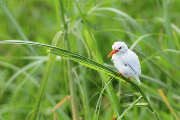 Malachite Kingfisher (Corythornis cristatus) leucistic, Lake Mburo National Park, Uganda