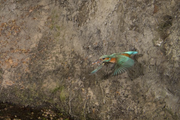 Common Kingfisher (Alcedo atthis) female taking flight from nest hole, Lower Saxony, Germany