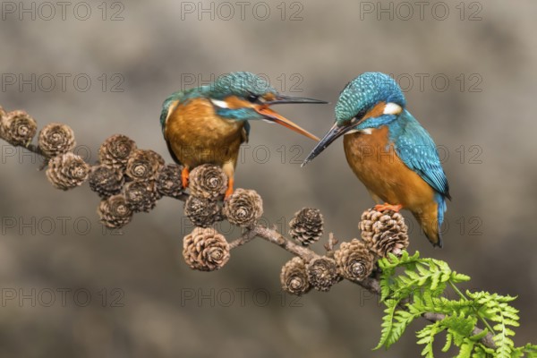Common Kingfisher (Alcedo atthis) pair perched on a branch, Lower Saxony, Germany