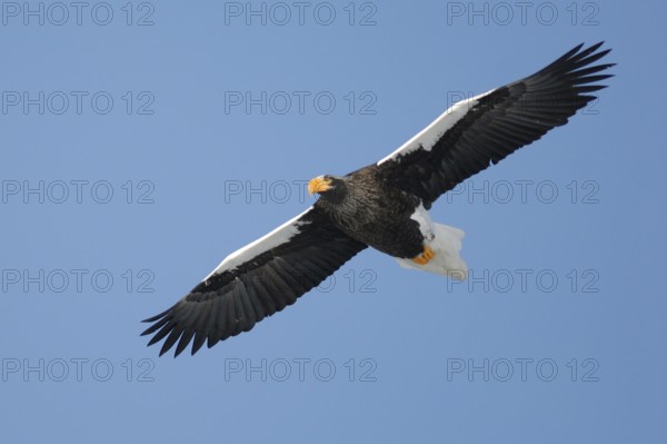Steller's Sea Eagle (Haliaeetus pelagicus) flying, Hokkaido, Japan