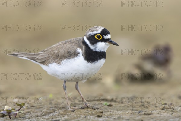Little Ringed Plover (Charadrius dubius) male, North Rhine-Westphalia, Germany