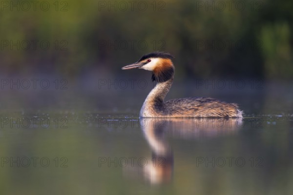 Great Crested Grebe (Podiceps cristatus), North Rhine-Westphalia, Germany
