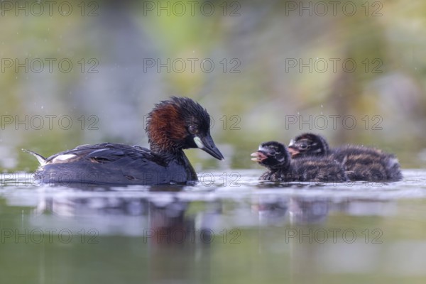 Little Grebe (Tachybaptus ruficollis) adult with chicks, North Rhine-Westphalia, Germany