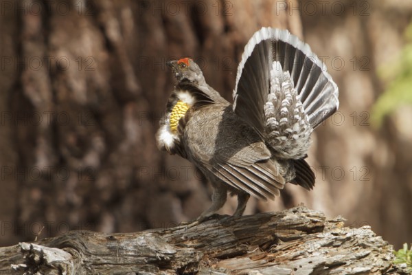 Sooty Grouse (Dendragapus fuliginosus) male, California, USA