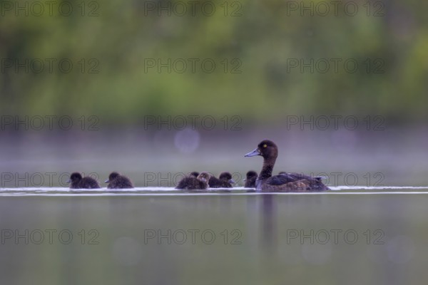 Tufted Duck (Aythya fuligula) female with chicks, North Rhine-Westphalia, Germany