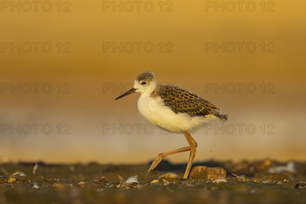 Black-winged Stilt (Himantopus himantopus) juvenile foraging, North Rhine-Westphalia, Germany