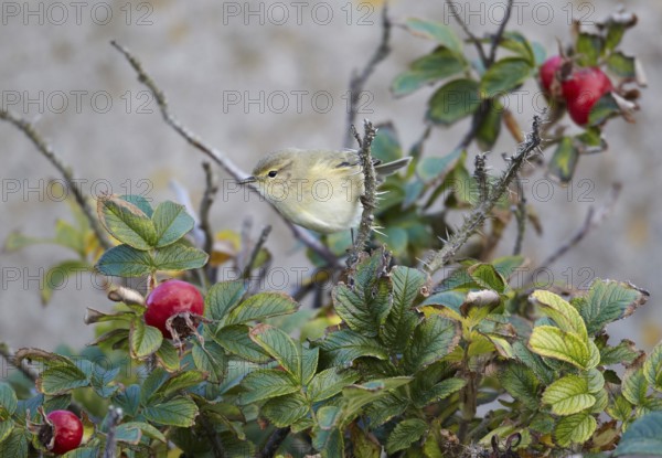 Common Chiffchaff (Phylloscopus collybita), Schleswig-Holstein, Germany