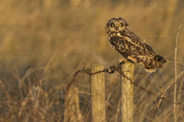 Short-eared Owl (Asio flammeus), Texel, Netherlands