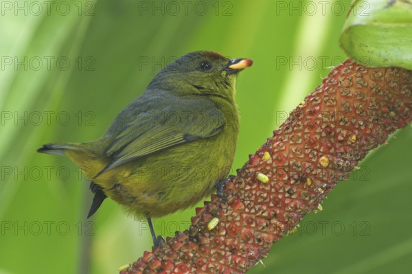 Olive-backed Euphonia (Euphonia gouldi) female, Costa Rica