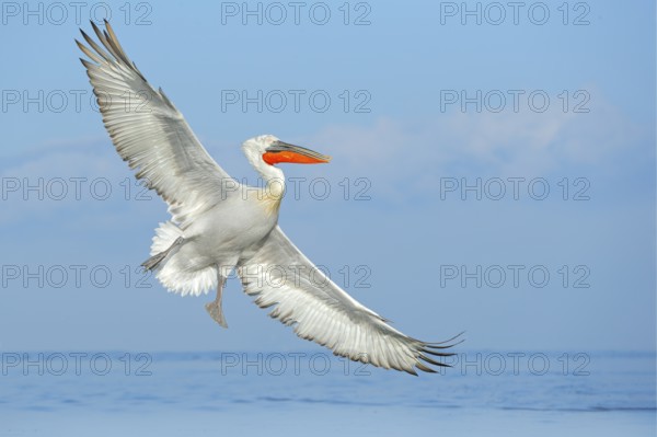Dalmatian pelican, Pelecanus crispus, landing in Lake Kerkini, Greece. Pelican with open wings. Wildlife scene from European nature. Bird landing to the blue lake water. Bird fly