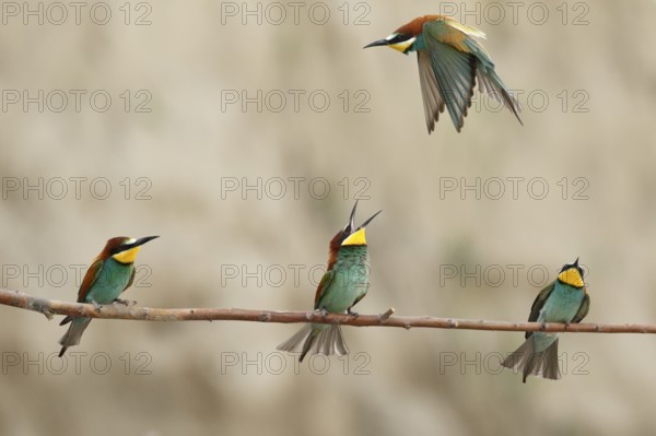 European Bee-eater (Merops apiaster), Piedmont, Italy