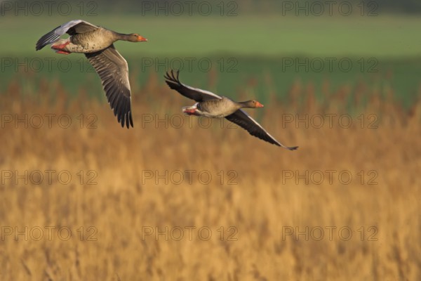 Greylag Goose (Anser anser) flying, Germany