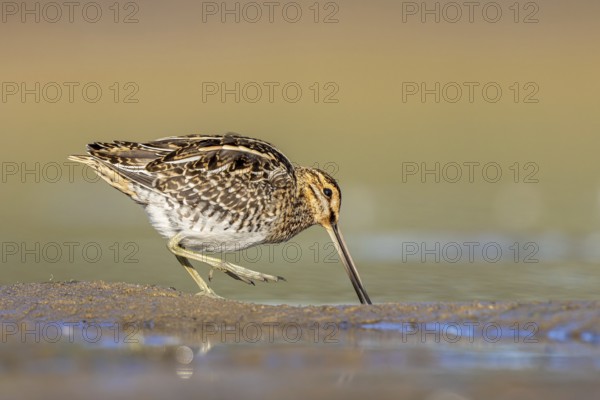 Common Snipe (Gallinago gallinago) foraging, North Rhine-Westphalia, Germany