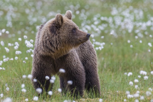 Eurasian Brown Bear (Ursus arctos) male close-up in white cottongrass, Finland