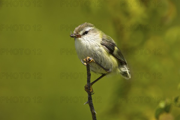 Rifleman (Acanthisitta chloris) male, New Zealand