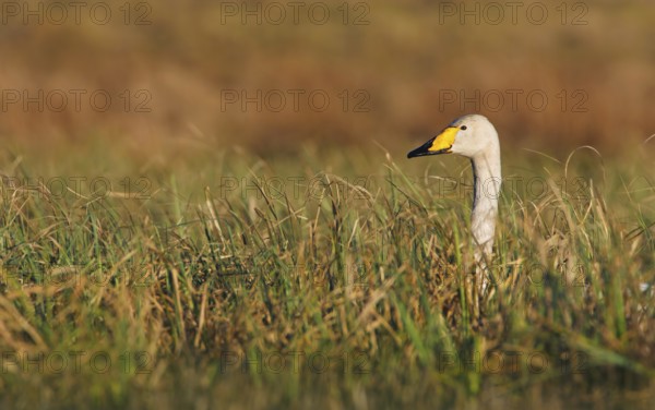 Whooper Swan (Cygnus cygnus) nest, Trollhaettan, Sweden