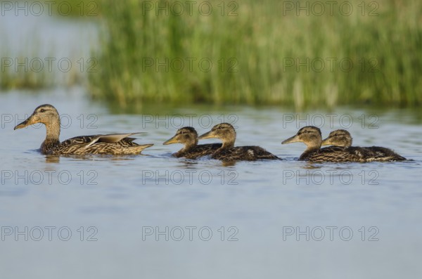 Northern Shoveler (Spatula clypeata) female with juveniles, Schleswig-Holstein, Germany