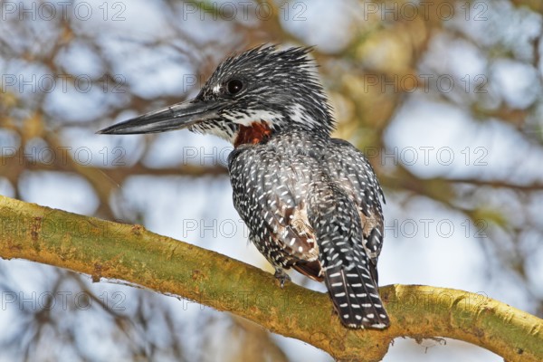 Giant Kingfisher (Megaceryle maxima) male, Masai Mara, Kenya