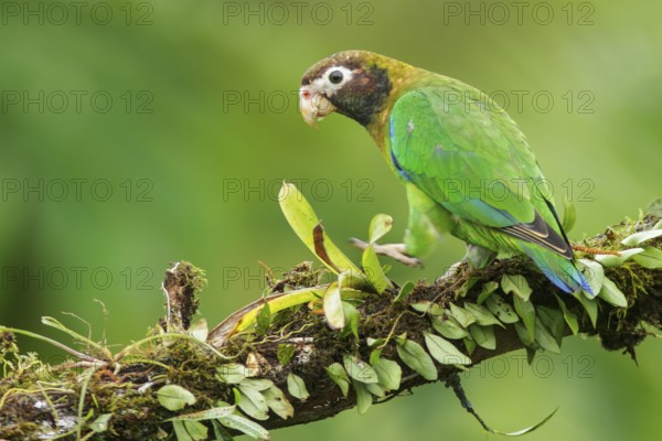 Brown-hooded Parrot (Pyrilia haematotis) perched on a branch in Costa Rica