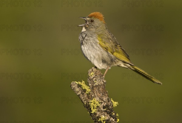 Green-tailed Towhee (Pipilo chlorurus) singing, Oregon, USA