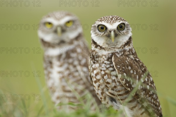 Burrowing Owl (Athene cunicularia), Florida, USA