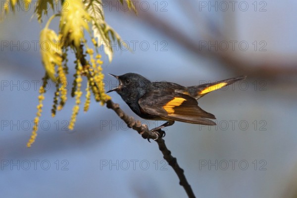 American Redstart Setophaga ruticilla Blue Ridge Parkway, North Carolina, Unites States 8 May Adult Male singing. Parulidae