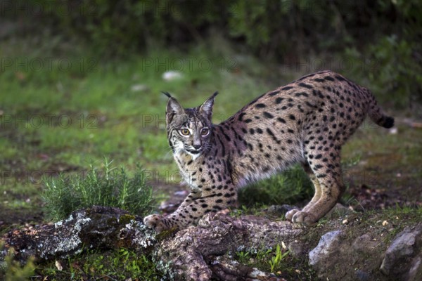 Iberian lynx, Lynx pardinus