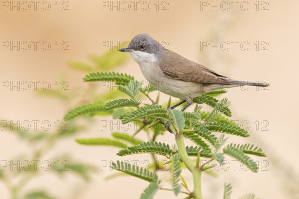Klappergrasmücke, Lesser Whitethroat, Sylvia curruca, Fauvette babillarde, Curruca Zarcerilla
