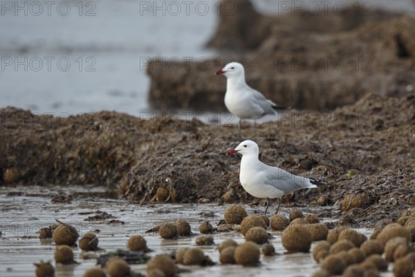 Audouin's Gull (Ichthyaetus audouinii), Mallorca, Spain