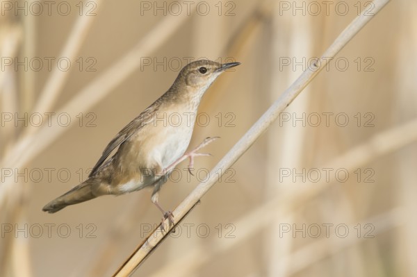 Savis Warbler - Rohrschwirl - Locustella luscinoides, Germany