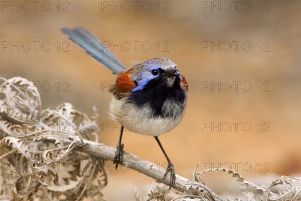 Blue-breasted Fairywren (Malurus pulcherrimus) male, Western Australia, Australia