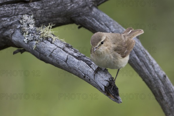 Siberian Chiffchaff - Taigazilpzalp - Phylloscopus tristis, Russia (Ural)